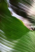 Green Current — Fine Art Print